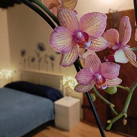 Апартаменты Il Giardino Segreto Лукка Экстерьер фото